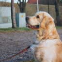 Therapydog13